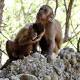 Those Ancient Stone Tools — Did Humans Make Them, Or Was It Really Monkeys? 