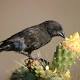 150 years on, Charles Darwin's finches continue to evolve 