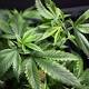 'Quite a paradoxical phenomenon': Violence-wrenched Mexico stuck with weed ban as US softens marijuana policies 