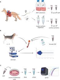 tween dog sex|Tween (KB's Tweener) - Greyhound Friends of NC