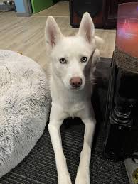 siberian mouses  fuck|CFET: BCL Siberian 4000 Round Final Report - Link In Comments : r/canadaguns