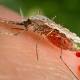 Mosquito season: West Nile hits state 