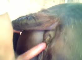 Girls fucked horses compilation jpg x Gets fucked by horse