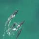 Incredible Drone Video Shows Killer Whales Hunting Down a Shark (Watch) 