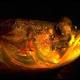 Mystery solved: Melatonin makes these fish sing at night 