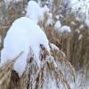 News source: Innisfil Today