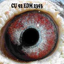 images?q=tbn:ANd9GcSaLudc3AbxVkFr-Qas4mKzOgMaG_TZ6KirkVEr3wJaOcmPJKMt