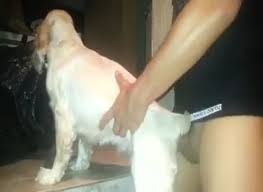 Man fucks female dog gaybeast animal porn JPG x Man fucks animals