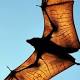 Flying foxes to be smoked out by Sunshine Coast Council 