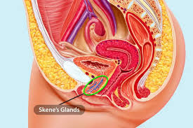 Female ejaculation wikipedia jpg x Squirt female ejaculation