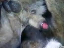 Wess and cristian or how to become a human dog jpg x Men having sex with animals