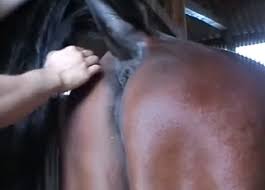 Ced man fucks his horse with condom gaybeast com siterip jpg x Man gets fucked by horse