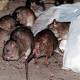 Rare Rat-Related Disease Kills a Bronx Victim, the City Says 