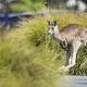 Kangaroo trapped in Canberra Times car park running out of time 