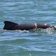 Dolphin calf spotted off Cairns wrapped in marine debris 