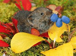 siberian mouse early|Pryamoy efir (TV Series 2011– ) - IMDb