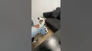 Teen fucks her dog jpg x Teen fucks her dog