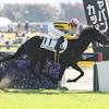 シンザン記念で注目の良血２頭。本命はディープインパクト産駒 ...