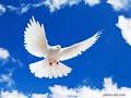 Image result for u202bانشا جانشين سازي در باره ي پرندهu202c