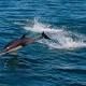 The World's Tiniest Porpoise Is on the Brink of Extinction 