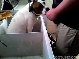 Man having sex with dog that sucks his ass jpg x Men having sex with animals
