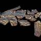 Ancient swordfish skeleton unearthed in northwest Queensland 