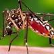 Zika spraying in Miami: What you need to know 