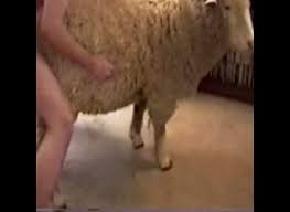 Egndhgaaaa ucht umvmfdank jpg x Guy fucks sheep