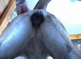 Man and animals animal sex videos longest page png x Man fucks dog