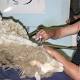 Teddy bears and some sheep to get fleeced at Bendigo shearing event 
