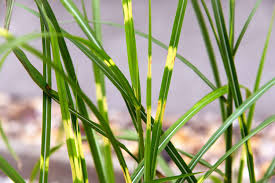 skinny mature spreading|Gardener's Workshop Farm | Ask a Flower Farmer! Comment APP to join “Seed  Starting with Soil Blocking” tonight 8pm ET! Answering your questions and  more... | Instagram