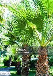 ls models island|Lovewell - Grow is jam packed with ALL the good stuff (marine  phytoplankton, spirulina, sweet potato just to name a few!) but tastes like  chocolate so they'll never know (insert: wicked laugh!) ​ ​#