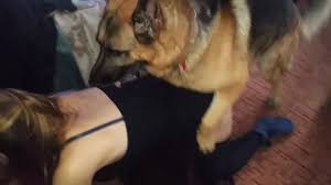A ac fcaledonian with hubby away the dog will play jpg x Wife dog