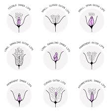 Porn photo porn vaginal porn jpg x Vagina vulva
