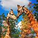 Giraffe breeding program at Canberra's National Zoo and Aquarium shows early ... 