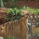 Oldest Sumatran tiger in captivity euthanized at Honolulu Zoo 