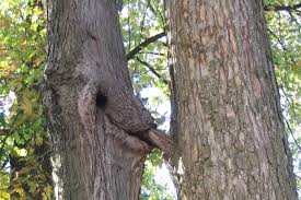 Sex in the tree jpg x Tree in