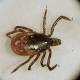 Brewer: Keep Lyme disease away this summer 