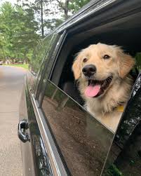 Riding on dog the pines|Father Day Ride | Fixed Fur Life | Fixing the world, one pet at a time