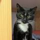 pet food analysis sparks cat fight over health benefits 