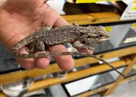 タイ 小学生　ワレメ　画像|ディスカウント wave110 タイホンダ