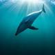 Baby Dolphin Dies on Beach in Argentina While Tourists Click Selfies 