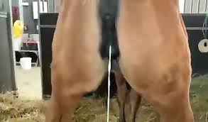 Willing guy bends over one night late in the barn so a horse can fuck him in the ass jpg x Man gets fucked by horse