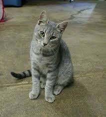 http://t3.gstatic.com/images?q=tbn:ANd9GcSzLCGz0XjP5JKyQDRUfq-oTJ1QpP1xsqQUGy55P7sUkvobZOn5