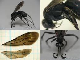 蜂の腰BBS|第10回 『ハチ屋』ライフ（菅野養蜂場）｜コープさっぽろとは｜生活協同組合コープさっぽろ