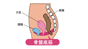 子宮脱|子宮脱の術後に子宮がん検診は受けられる？ 問題ありませんよ。│よくわかる骨盤臓器脱