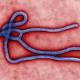 New Ebola outbreak declared in Democratic Republic of Congo 