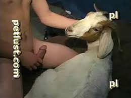 Man fucking two horses jpg x Man fucked by horse