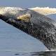 Humpback whales make a comeback in Australian waters as numbers rebound 