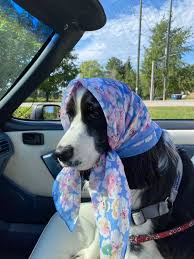 Riding on dog the pines|Today is a very special day because our favorite camp dog turns TWO!🥳  Happy birthday to our golf cart-riding, pond-jumping, bur-finding,  camp-loving gal, Luna Schuna!🎉